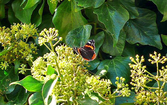 Red Admiral Butterfly