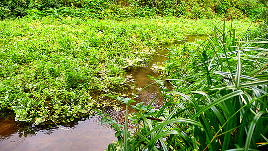 Lobos Creek, San Francisco