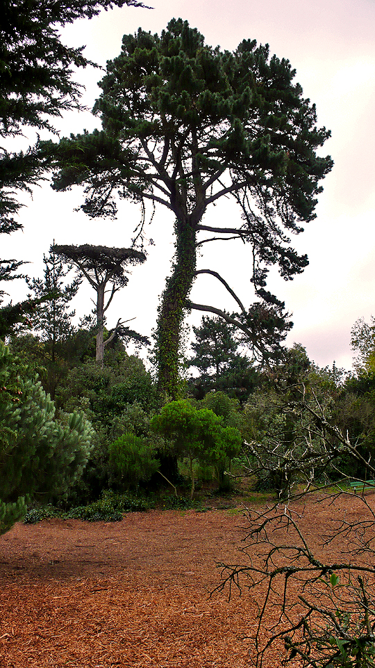 mount-lake-tree