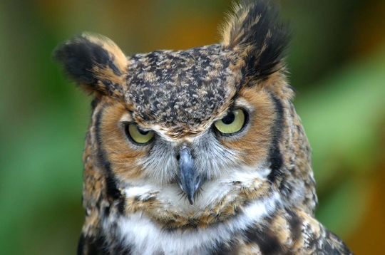 Great Horned Owl