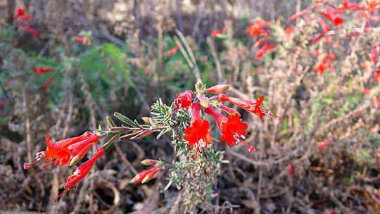 Wester columbine flower at Mount Sutro Open Space Reserve, San Francsico