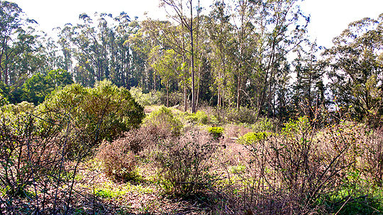 Mt. Sutro native plant Rotary meadow