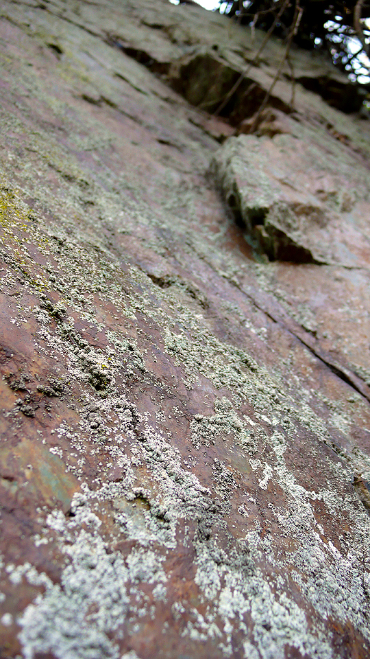 Moss on a rock, Mount Sutro Open Space Reserve, San Francisco