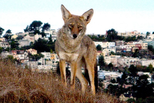 Coyote on Twin Peaks, San Francisco, photo by Janet Kessler