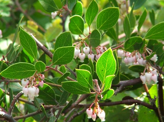 Franciscan Manzanita, San Francisco Native Shrub