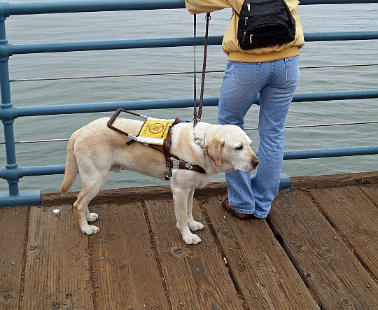 Downtown Guide Dogs, San Francisco, photo from Flickr stream of bossco