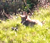 Urban Coyote close up, San Francisco