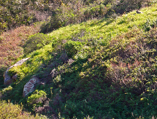 Urban Coyote, San Francisco