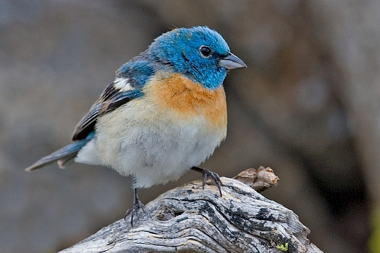 Lazuli Bunting