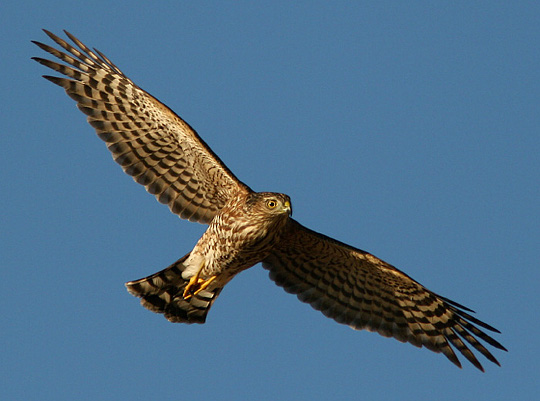 The Birds of Mount Davidson [photo by Jerry Liguori]