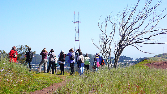 The Migrating Birds of Mount Davidson