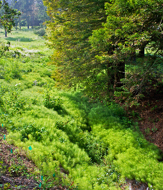 Yosemite Marsh, McLaren Park, San Francisco; photo by Matt Baume