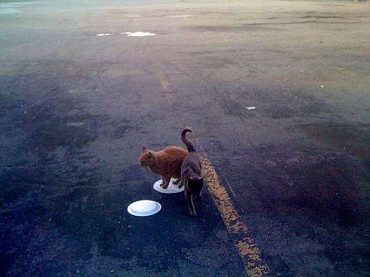 Cats on Plates